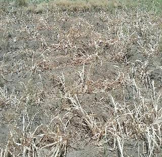 Due to poor planning, hundreds of hectares of farming | ढिसाळ नियोजनामुळे होरपळली शेकडो हेक्टर शेती Due to poor planning, hundreds of hectares of farming | ढिसाळ नियोजनामुळे होरपळली शेकडो हेक्टर शेती