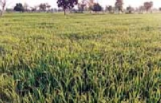 Farmer Farmer's Farm | धान उत्पादक शेतकऱ्यांची फरफट Farmer Farmer's Farm | धान उत्पादक शेतकऱ्यांची फरफट