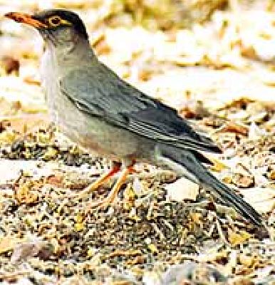 Black Musk in the Wilderness Forest | बहिरमच्या जंगलात काळा कस्तुरी Black Musk in the Wilderness Forest | बहिरमच्या जंगलात काळा कस्तुरी