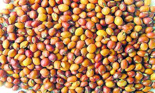 Purchase of money by farmers' hands' Turi ' | खरेदी रखडल्याने शेतकऱ्यांच्या हातावर ‘तुरी’ Purchase of money by farmers' hands' Turi ' | खरेदी रखडल्याने शेतकऱ्यांच्या हातावर ‘तुरी’