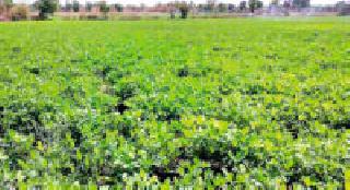 Groundnut flourishes ... | भुईमूग बहरला... Groundnut flourishes ... | भुईमूग बहरला...