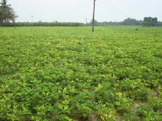 The Kharif area has increased nine thousand hectare | खरीप क्षेत्रात नऊ हजार हेक्टरची वाढ The Kharif area has increased nine thousand hectare | खरीप क्षेत्रात नऊ हजार हेक्टरची वाढ