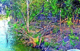 The real estate hazard of the volleyball | वटवाघळांची दुर्मीळ वसाहत धोक्यात