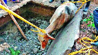 Success of Operation Goma ... | आॅपरेशन गोमाता यशस्वी... Success of Operation Goma ... | आॅपरेशन गोमाता यशस्वी...