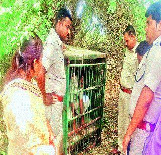 The leopard again attacked the village, and the villagers shook | वढूमध्ये बिबट्याचा पुन्हा हल्ला, ग्रामस्थ हादरले