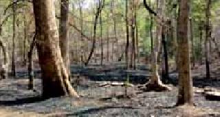 FDCM forest fire in fire | एफडीसीएमचे जंगल आगीत भस्मसात FDCM forest fire in fire | एफडीसीएमचे जंगल आगीत भस्मसात