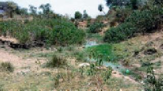 Badaadi river gets pond through besharam shrubs | बेशरमच्या झुडपांमुळे भदाडी नदी पात्र झाले डबके Badaadi river gets pond through besharam shrubs | बेशरमच्या झुडपांमुळे भदाडी नदी पात्र झाले डबके