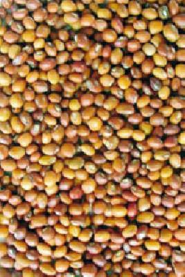 Trident eyes eyeing 400 crores | ४०० कोटींच्या तुरीवर व्यापाऱ्यांचा डोळा