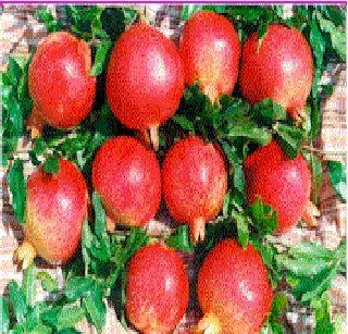 Pomegranate prices collapsed | डाळिंबाचे भाव कोसळले Pomegranate prices collapsed | डाळिंबाचे भाव कोसळले