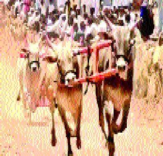 Belgaum race in a hidden fashion | छुप्या पद्धतीने बैलगाडा शर्यत Belgaum race in a hidden fashion | छुप्या पद्धतीने बैलगाडा शर्यत