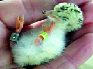 Increasingly, animal-birds also need 'shadow' | वाढत्या उन्हाने पशू-पक्ष्यांनाही हवी ‘सावली’