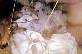 Attempt to put cattle truck under police control | जनावरांचा ट्रक पोलिसांच्या अंगावर घालण्याचा प्रयत्न Attempt to put cattle truck under police control | जनावरांचा ट्रक पोलिसांच्या अंगावर घालण्याचा प्रयत्न