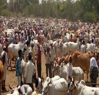 The turnover of bullocks in one and a half million | बैल बाजारात दीड कोटींची उलाढाल