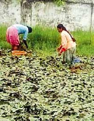 The work of collecting leopard collections continues | तेंदूपान संकलनाचे कार्य जोमात सुरू