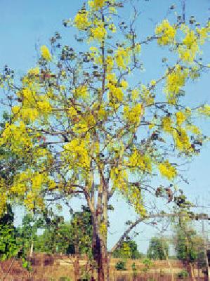 Thaah Bahaala: | बहावा बहरला : Thaah Bahaala: | बहावा बहरला :