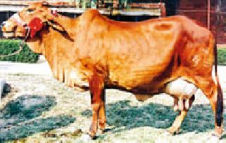 Kamdhenu increased 20 percent milk | कामधेनूने वाढविले २० टक्के दूध Kamdhenu increased 20 percent milk | कामधेनूने वाढविले २० टक्के दूध