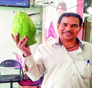 Above! 250 mangoes of mango in molasses | अबब ! मळद येथे अडीच किलोंचा आंबा Above! 250 mangoes of mango in molasses | अबब ! मळद येथे अडीच किलोंचा आंबा