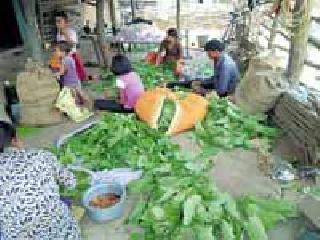 28 Revenue from 25 units of Tendu unit | २८ तेंदू युनिटमधून २५ कोटींचा महसूल