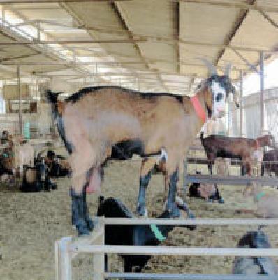 'Idol' will be the district for goat farming business | शेळी पालन व्यवसायासाठी जिल्हा ठरणार ‘आयडल’