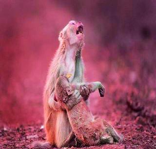 Mother's love is not a parable | आईच्या प्रेमाला उपमा नाही Mother's love is not a parable | आईच्या प्रेमाला उपमा नाही