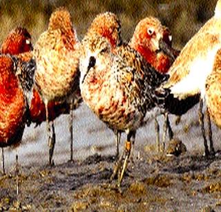 'Bachchoch Tutari' of Russia-Mumbai-Russia Travel | ‘बकचोच तुतारी’चा रशिया-मुंबई-रशिया प्रवास 'Bachchoch Tutari' of Russia-Mumbai-Russia Travel | ‘बकचोच तुतारी’चा रशिया-मुंबई-रशिया प्रवास