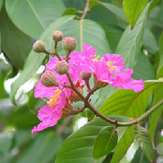 See these 6 trees, freak and miss a memorable summer trip! | ही ६ झाडं पहा, फुकट आणि यादगार उन्हाळी ट्रिप फुकटात करा! See these 6 trees, freak and miss a memorable summer trip! | ही ६ झाडं पहा, फुकट आणि यादगार उन्हाळी ट्रिप फुकटात करा!