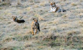 Kings of Tadoba | ताडोबाचे राजे.. Kings of Tadoba | ताडोबाचे राजे..