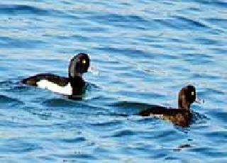 The biodiversity chain is in danger | -तर जैवविविधतेची साखळी संकटात