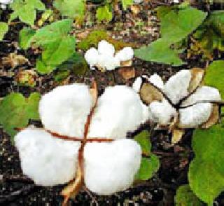 Twenty-five crore cotton seeds seized | सव्वा कोटींची कपाशी बियाणे जप्त