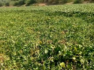 Breathing of hyacinth | जलकुंभीने गुदमरला मोर्णेचा श्‍वास