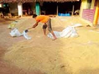 Drying iron: | धानाची वाळणी : Drying iron: | धानाची वाळणी :