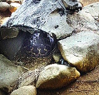 Monsoon rain in Ranibagh by blind faith travelers | अंधविश्वासू पर्यटकांकडून राणीबागेत अजगरावर पैशांचा पाऊस Monsoon rain in Ranibagh by blind faith travelers | अंधविश्वासू पर्यटकांकडून राणीबागेत अजगरावर पैशांचा पाऊस