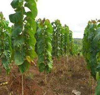 The goal of cultivating 2.65 lakhs of trees! | २.६५ लाख वृक्ष लागवडीचे उद्दिष्ट!