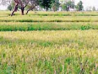 Paddy kale on hundreds of hectares | शेकडो हेक्टरवरील धान करपला