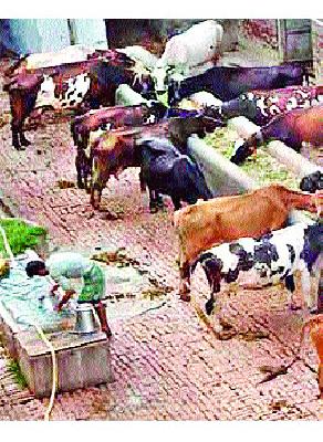 Agricultural businesses are in trouble! | शेतीपूरक व्यवसायही संकटात!