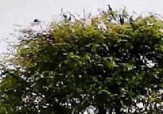 Arrival of foreign visitors birds in Vagla village | वघाळा गावात विदेशी पाहुण्या पक्ष्यांचे आगमन