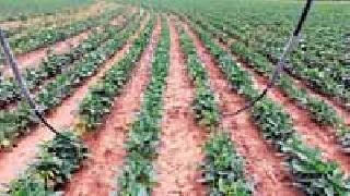 During the year, 109 farmers benefited from this | वर्षभरात १०९ शेतकऱ्यांनी घेतला लाभ During the year, 109 farmers benefited from this | वर्षभरात १०९ शेतकऱ्यांनी घेतला लाभ