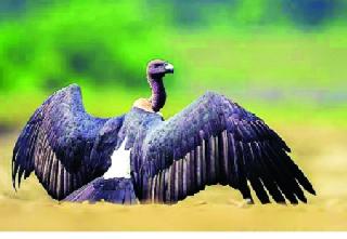 Gadhade is rare in Dazipur, Radhanagari Wildlife Sanctuary | दाजीपूर, राधानगरी अभयारण्यात गिधाडे दुर्मीळ Gadhade is rare in Dazipur, Radhanagari Wildlife Sanctuary | दाजीपूर, राधानगरी अभयारण्यात गिधाडे दुर्मीळ