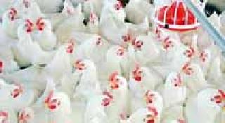 Lessons for Poultry to Adivasis | आदिवासींना कुक्कुट पालनाचे धडे Lessons for Poultry to Adivasis | आदिवासींना कुक्कुट पालनाचे धडे