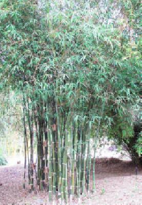 Bamboo and fodder should be planted in the front of the drain | नाल्याच्या दुतर्फा बांबू आणि चारा लागवड करावी Bamboo and fodder should be planted in the front of the drain | नाल्याच्या दुतर्फा बांबू आणि चारा लागवड करावी