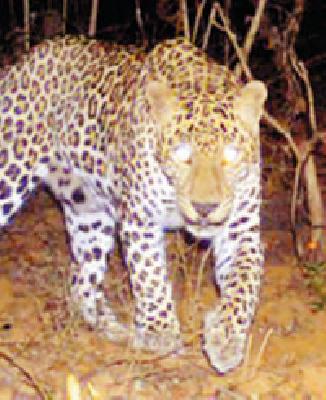 Vanuatu Tandupta collection in the possession of wild animals | वन्यप्राण्यांच्या दहशतीत वणीत तेंदूपत्ता संकलन