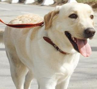 So, death sentence is awarded to a dog in Pakistan | म्हणून पाकिस्तानात कुत्र्याला सुनावली फाशीची शिक्षा So, death sentence is awarded to a dog in Pakistan | म्हणून पाकिस्तानात कुत्र्याला सुनावली फाशीची शिक्षा