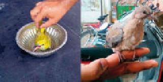 Lives of Indian Golden Oryl | तरूणांनी दिले इंडियन गोल्डन ओरियलला जीवदान