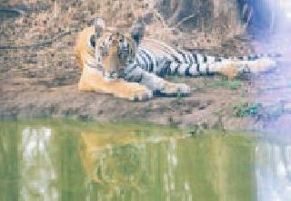 Tigers increased in FDCM | एफडीसीएममध्ये वाघ वाढले