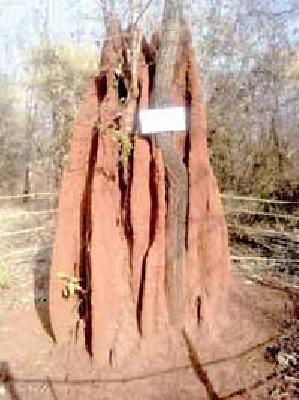 Twilight: | ुवारूळ :