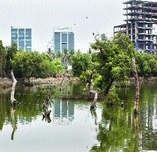 The wall will protect you | भिंत करणार तिवरांचे रक्षण The wall will protect you | भिंत करणार तिवरांचे रक्षण