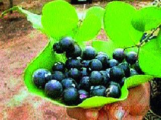 The Mountain of Darkness | डोंगरची काळी मैना वेधतेय लक्ष