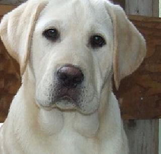 The names of the dogs made of wealth | संपत्ती केली कुत्र्याच्या नावे The names of the dogs made of wealth | संपत्ती केली कुत्र्याच्या नावे