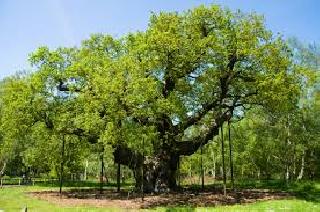 'Libraries of trees' to create forest department! | वन विभाग बनविणार झाडांची ‘आॅनलाइन लायब्ररी’! 'Libraries of trees' to create forest department! | वन विभाग बनविणार झाडांची ‘आॅनलाइन लायब्ररी’!