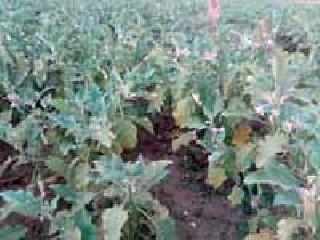 The sun raged cropped up in the fields | सूर्याच्या प्रकोपाने शेतातील पिके करपली